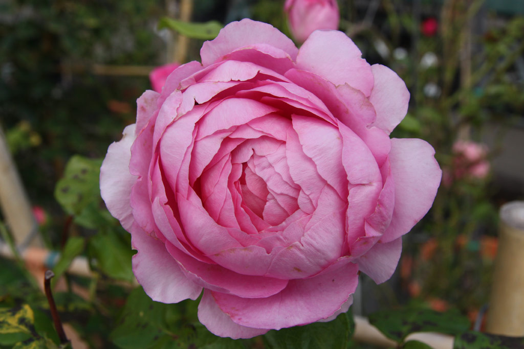 růže Chantal Merieux