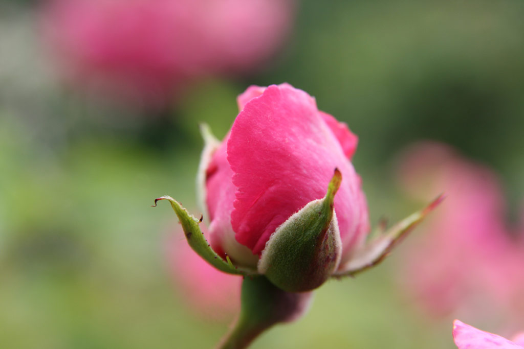 růže Chaplins Pink Rambler