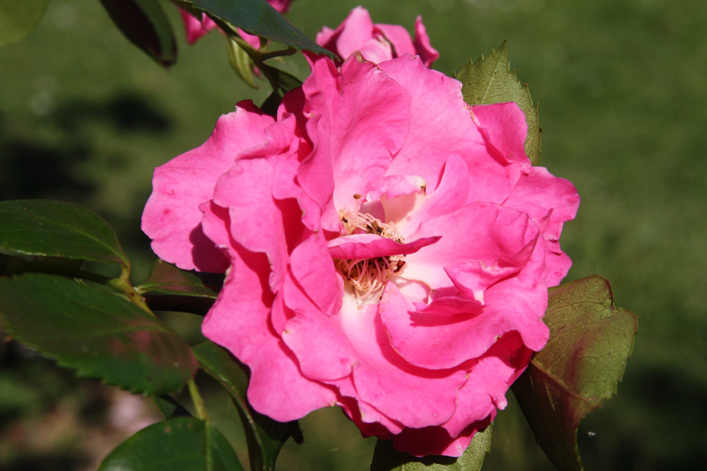 růže Chaplins Pink Rambler