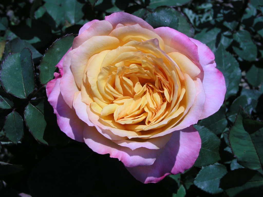 růže Charivari