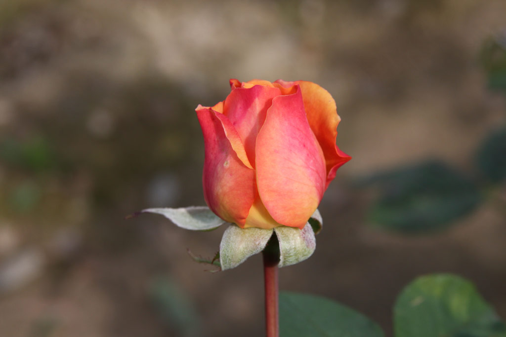 růže Charles Austin