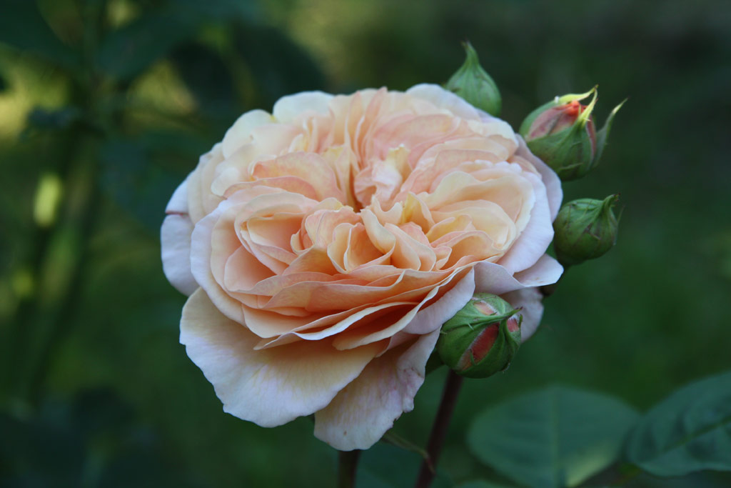 růže Charles Austin