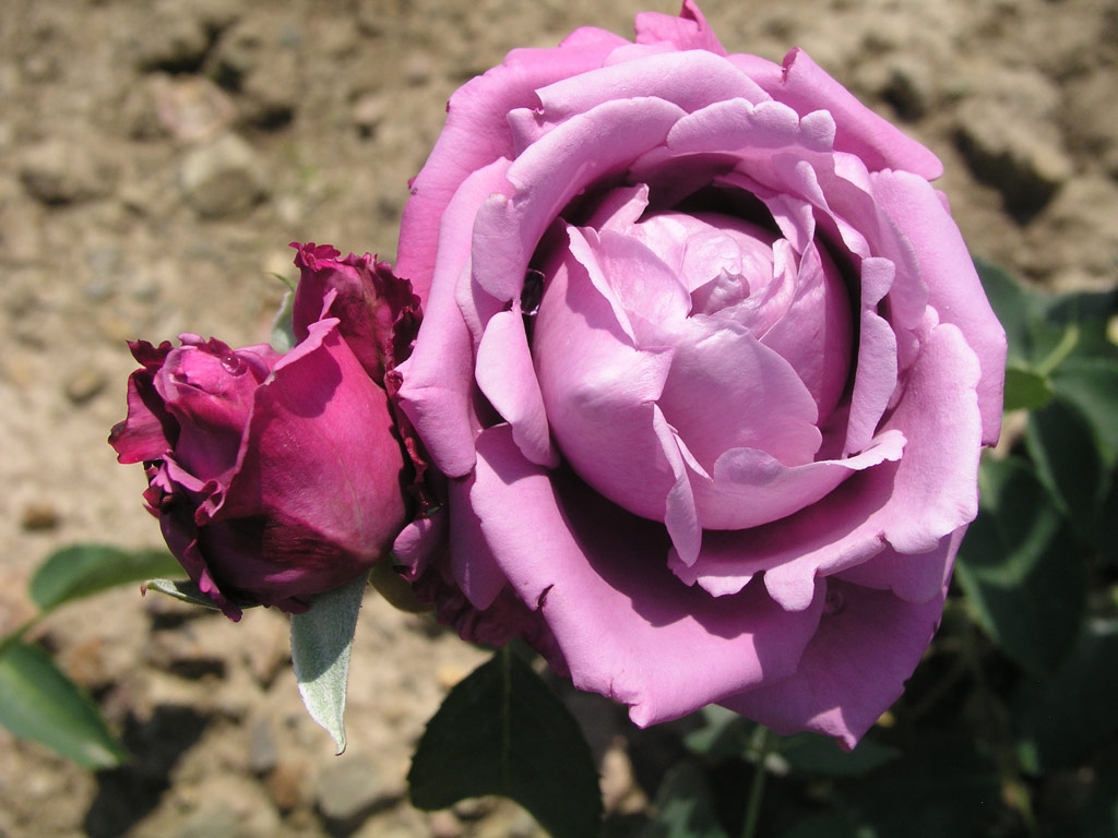 růže Charles de Gaulle