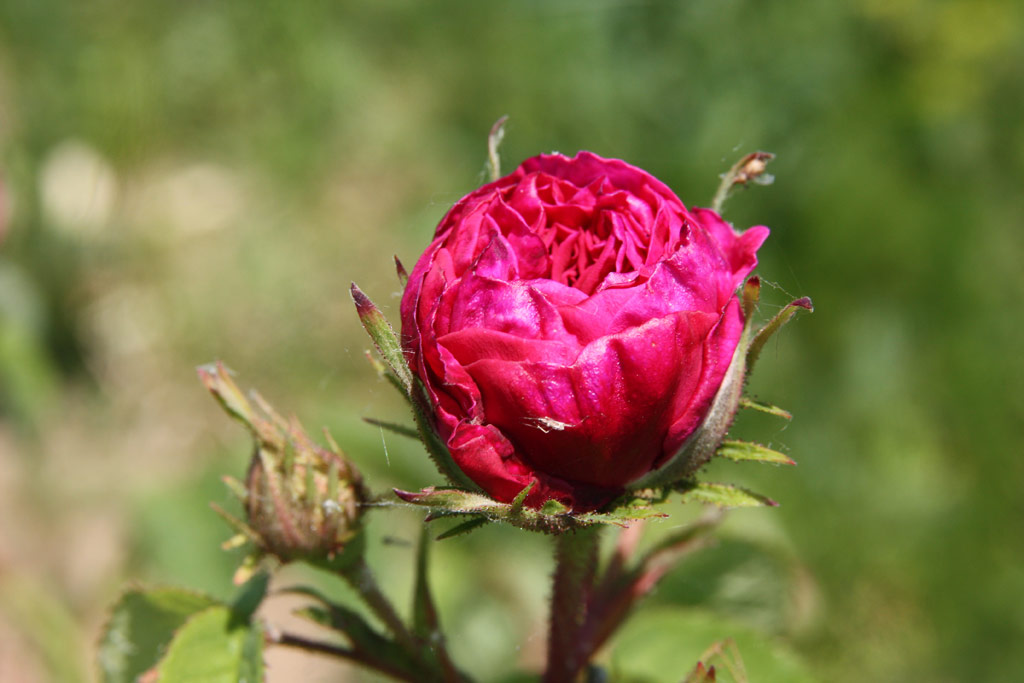 růže Charles de Mills