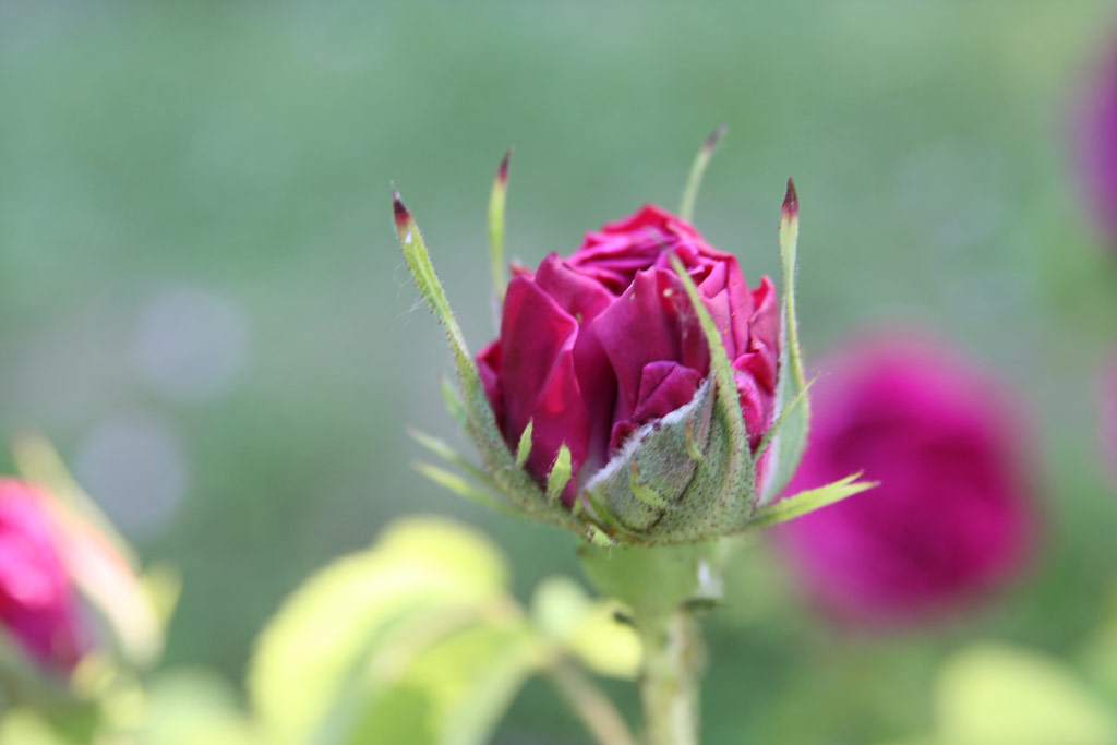 růže Charles de Mills