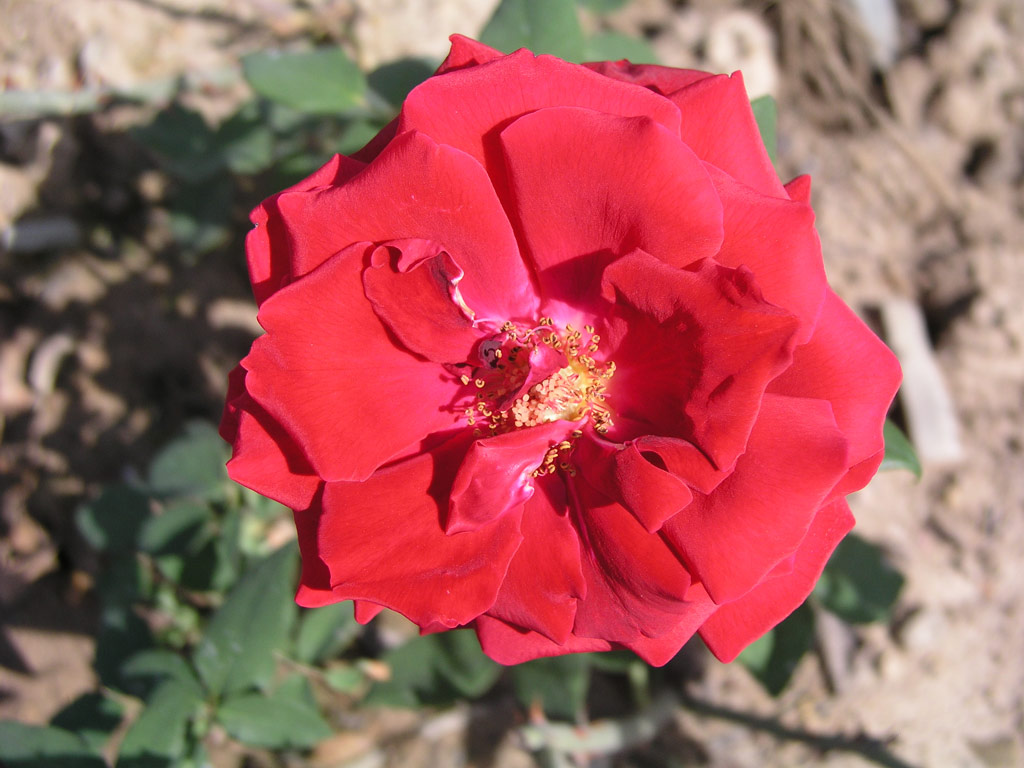 růže Charles Mallerin