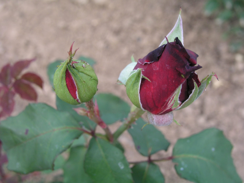 růže Charles Mallerin