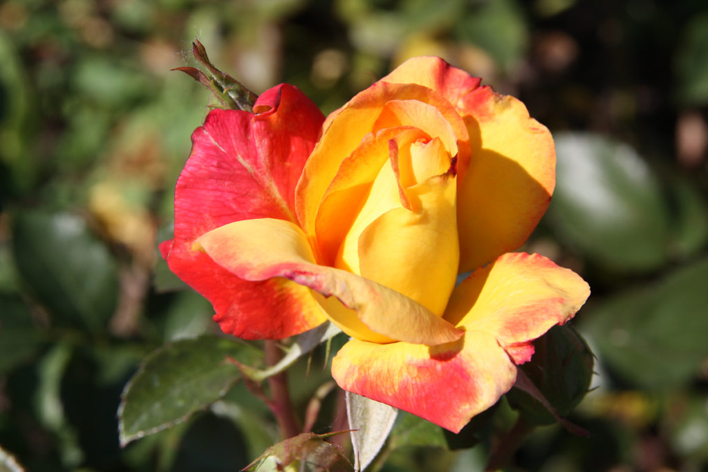 růže Charleston