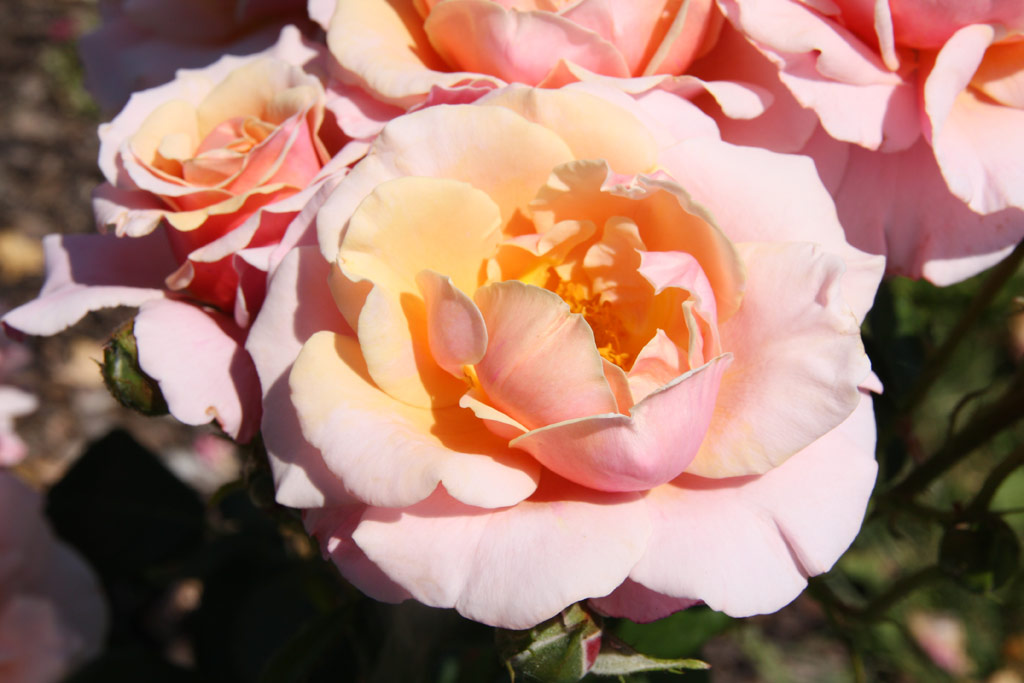 růže Charming Rose