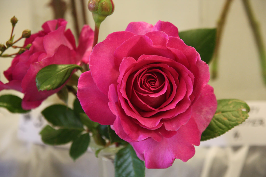 růže Chartreuse de Parme