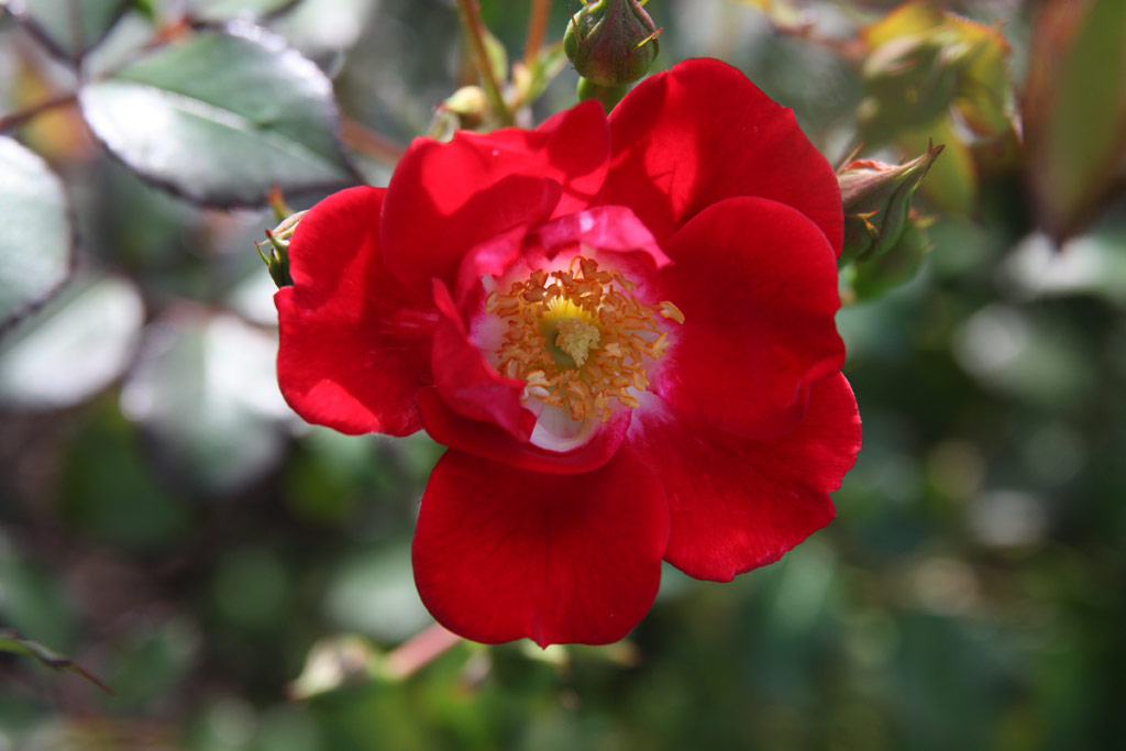 růže Cherry Meidiland