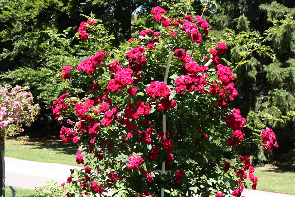 růže Chevy Chase