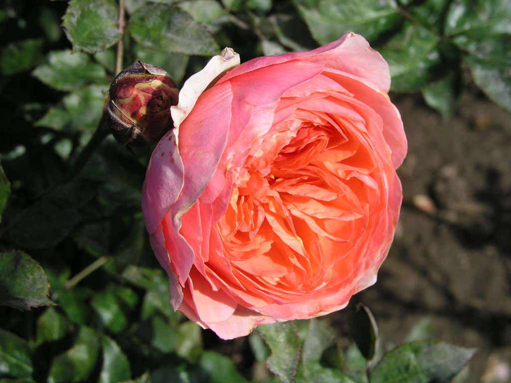 růže Chippendale