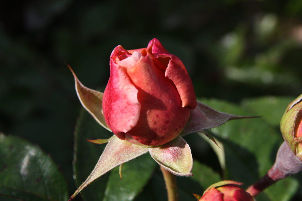 růže Chippendale