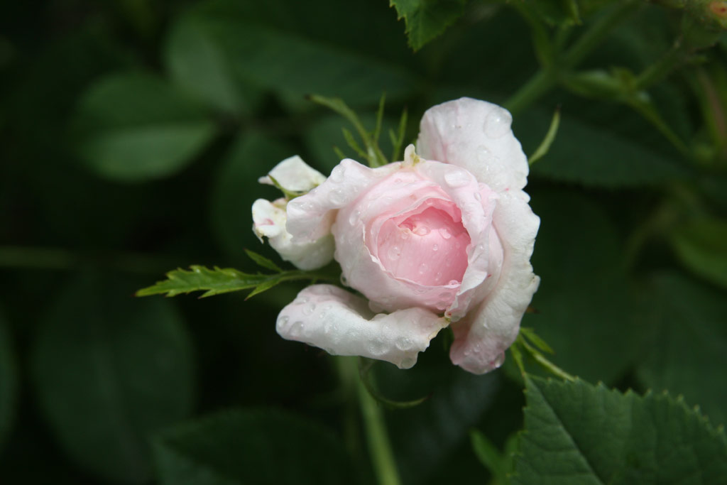 růže Chloris (Descemet)