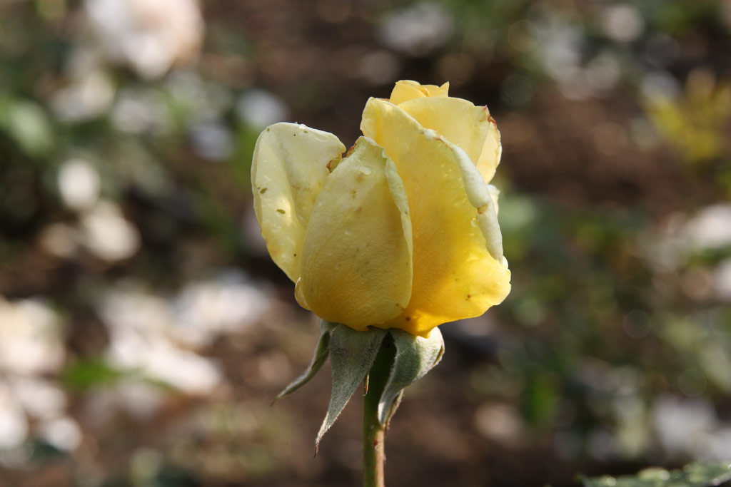 růže Cholena