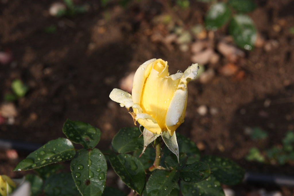 růže Cholena