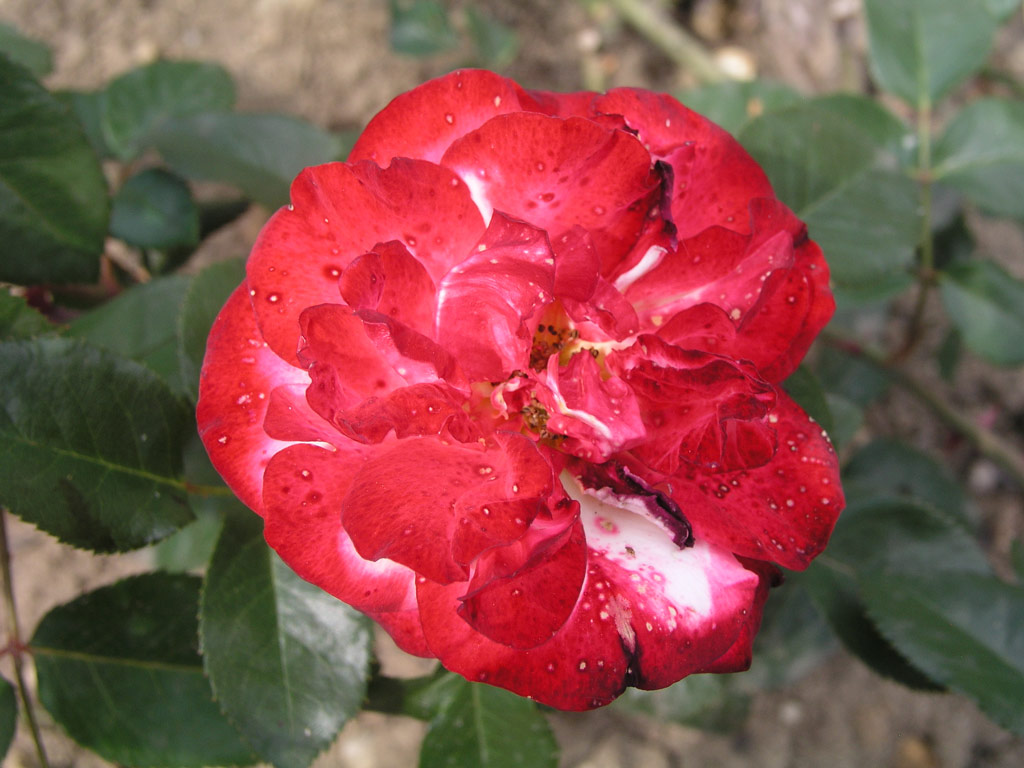 růže Choprom