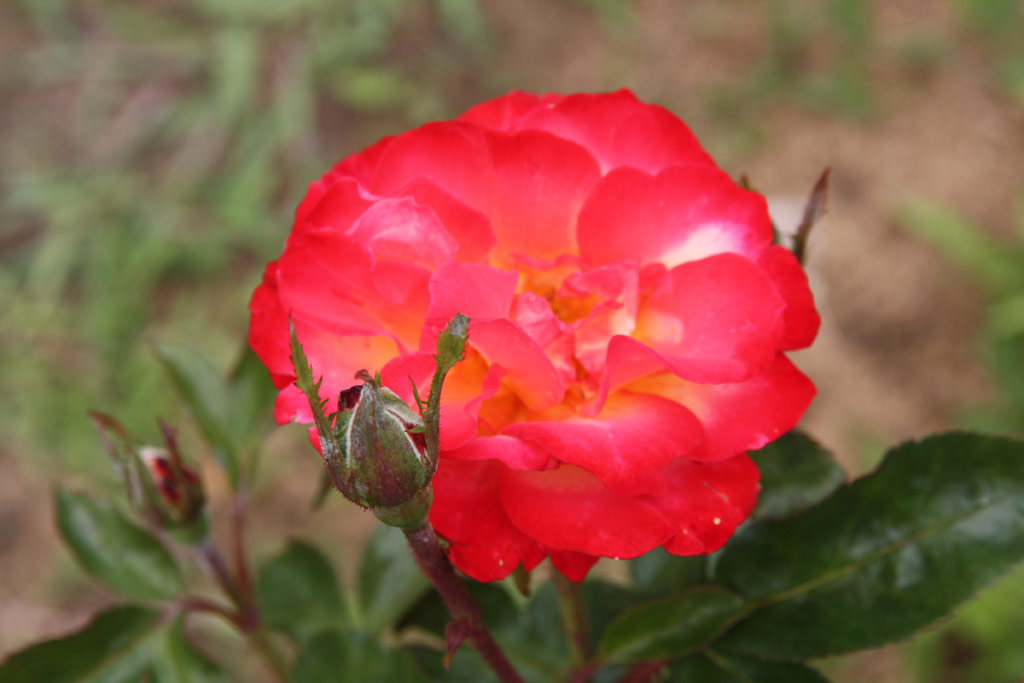 růže Choprom