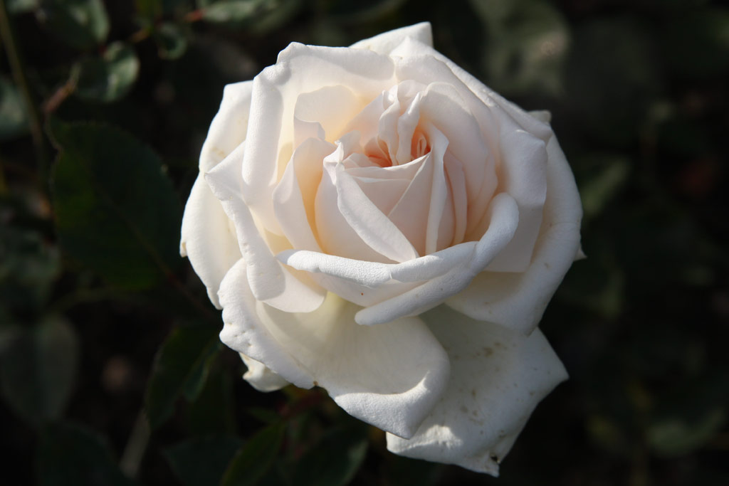 růže Chrissie McKellar