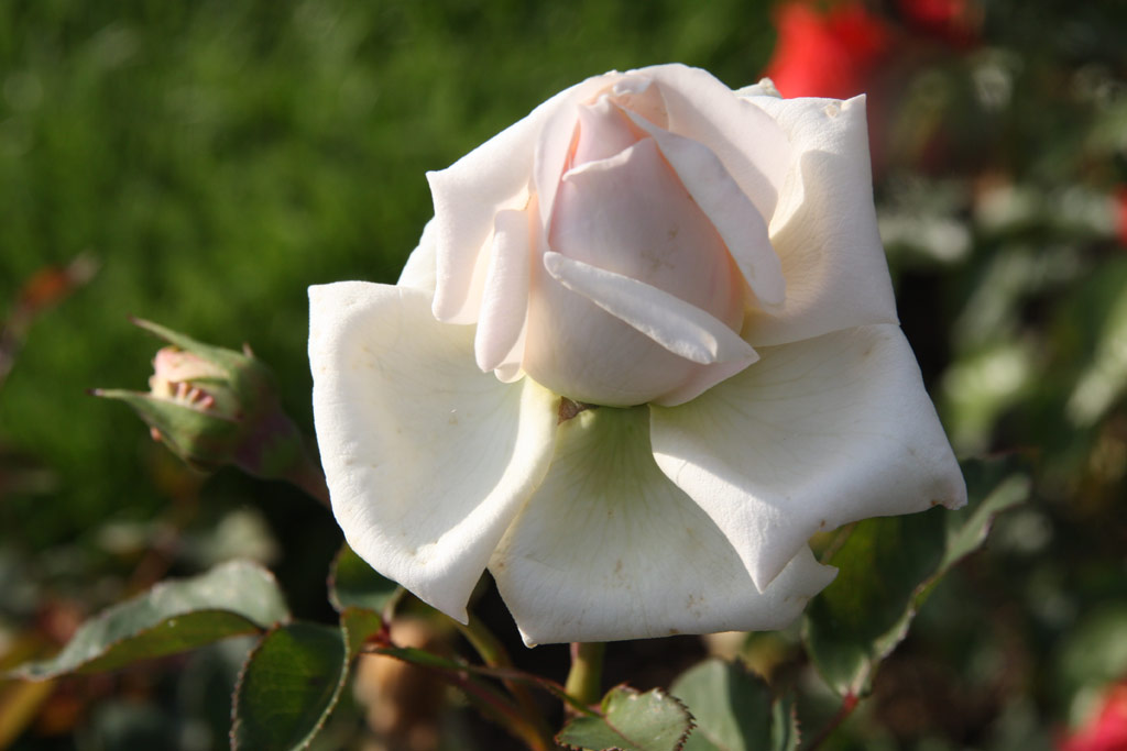 růže Chrissie McKellar