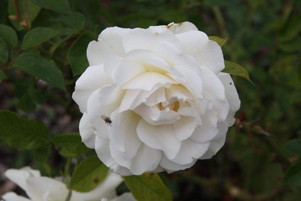 růže Christine Hrbiger