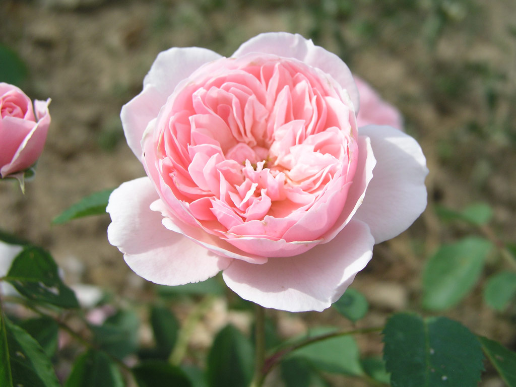 růže Christopher Marlowe