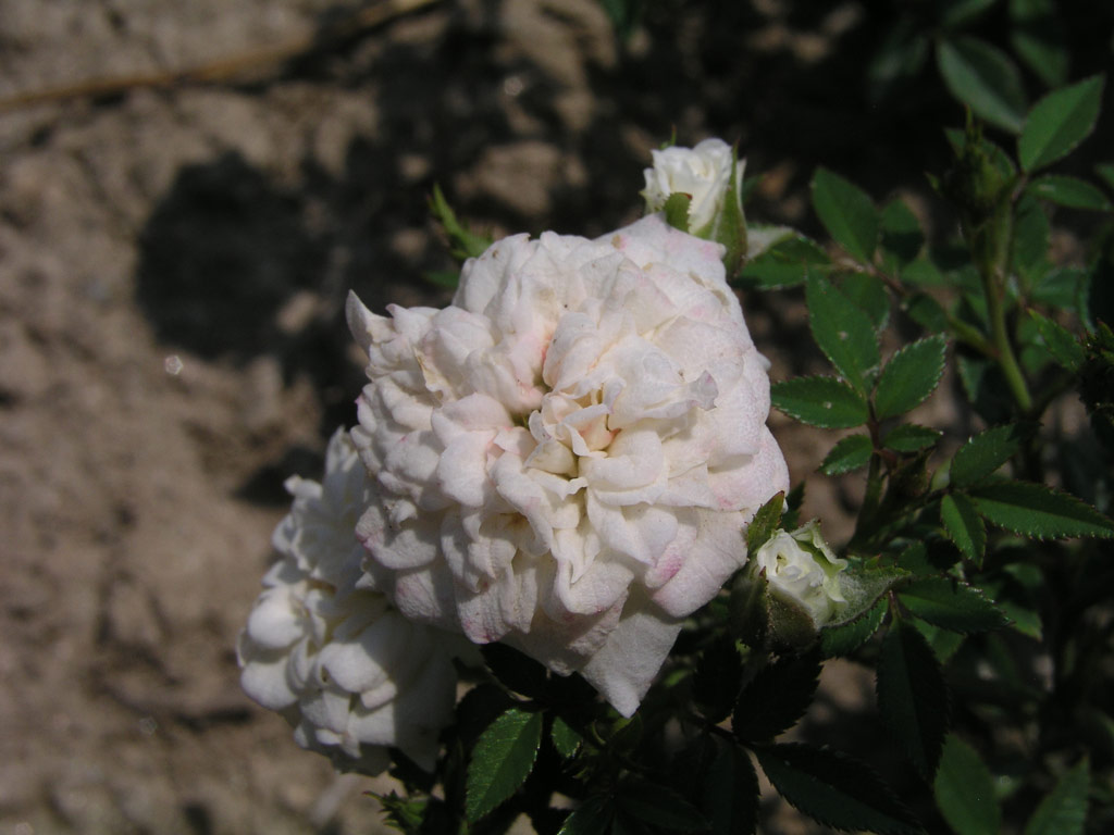 růže Cinderella (de Vink)
