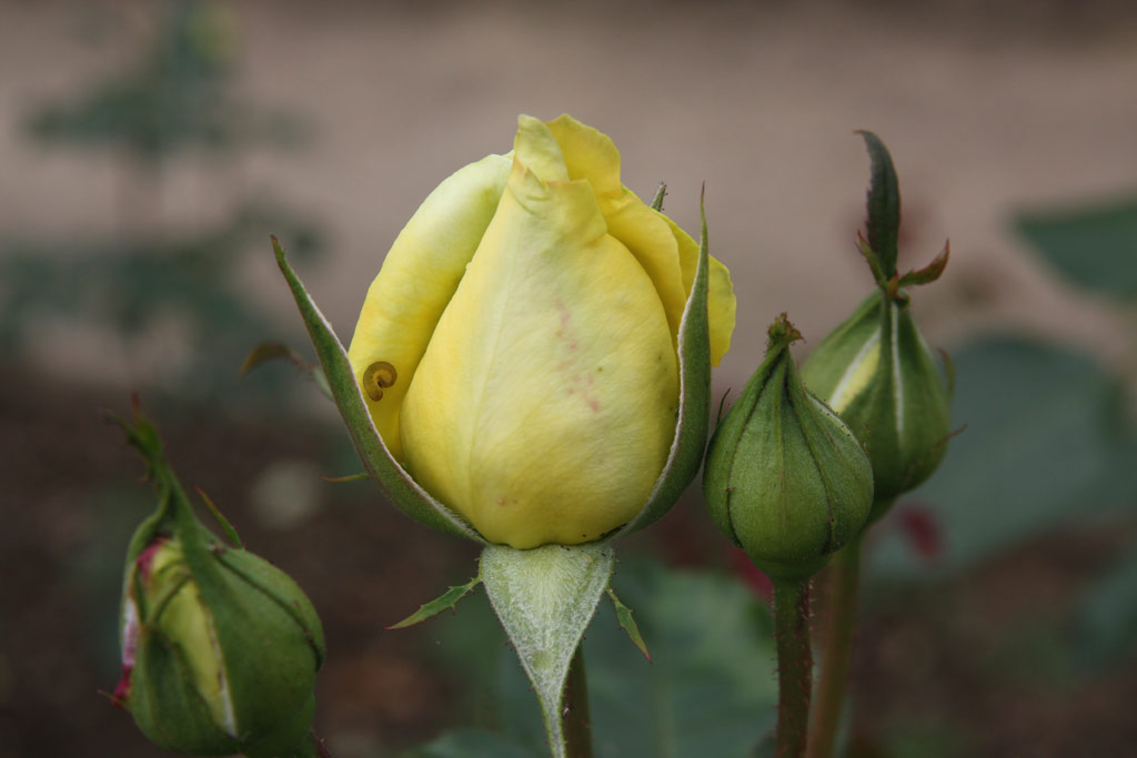 růže Citrina