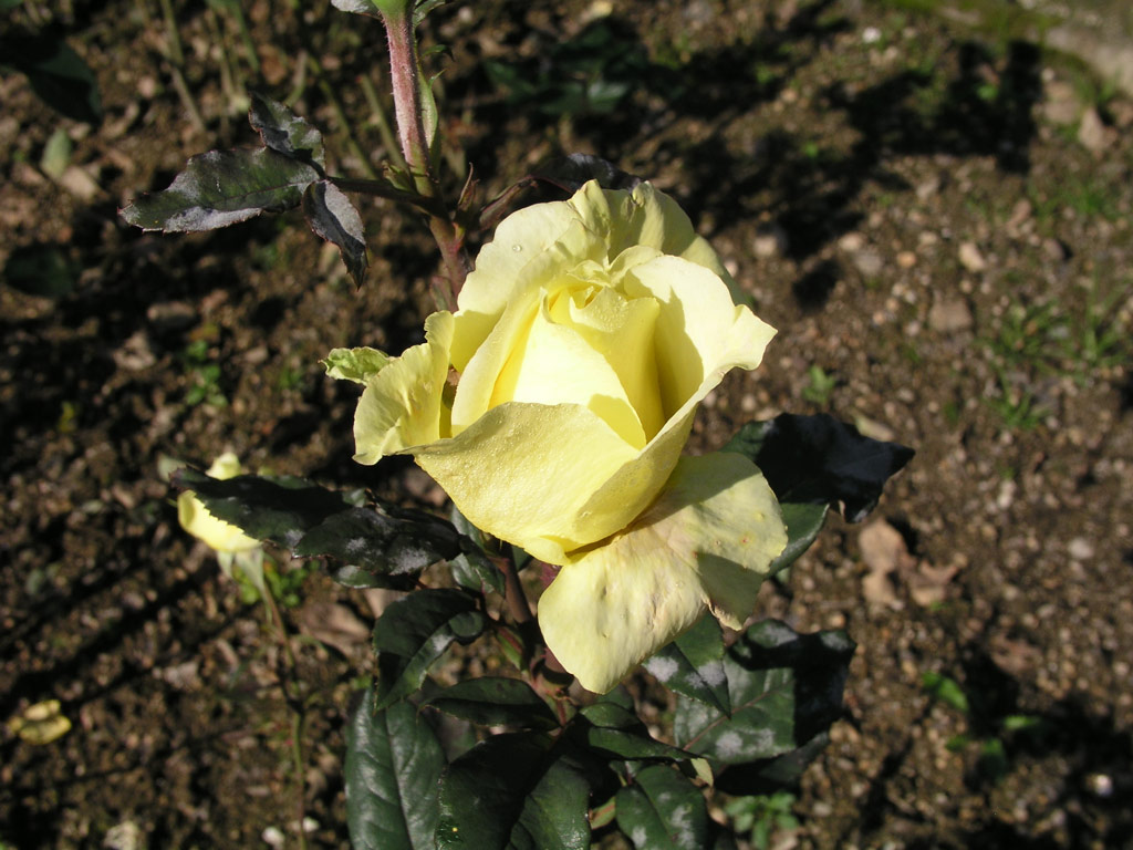 růže Citrina