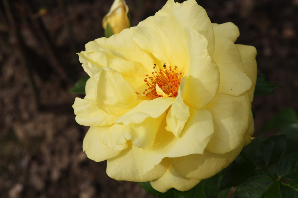 růže Zitronenfalter