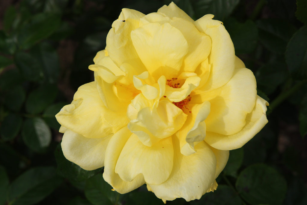 růže Zitronenfalter