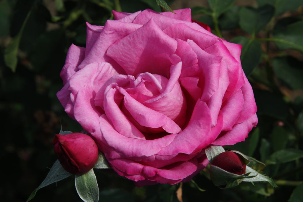 růže Clair de Lune
