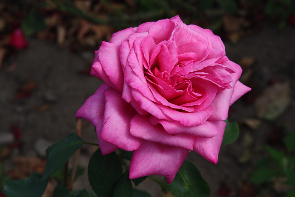 růže Clair de Lune