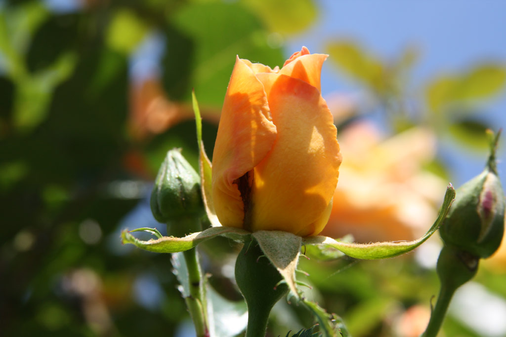 růže Clair Matin