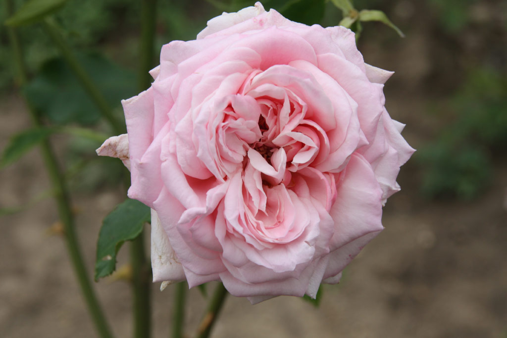 růže Claire-France