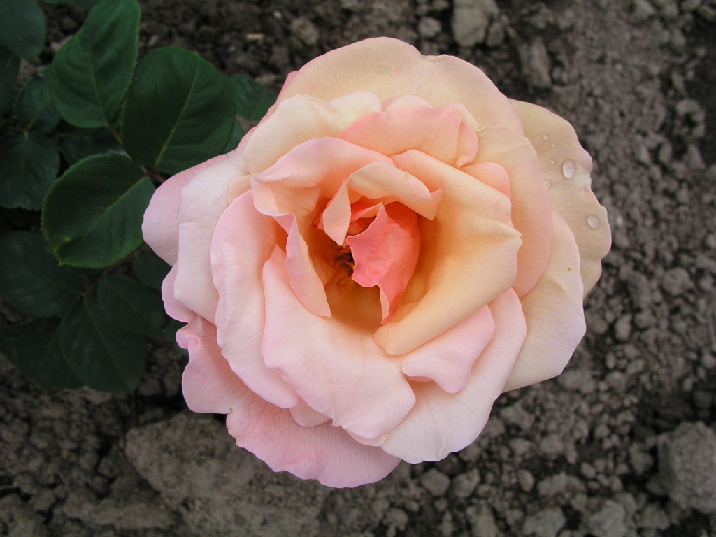 růže Clre Grammerstorf