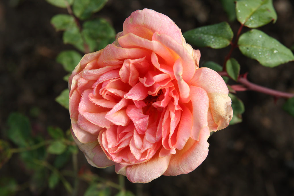růže Clementina Carbonieri