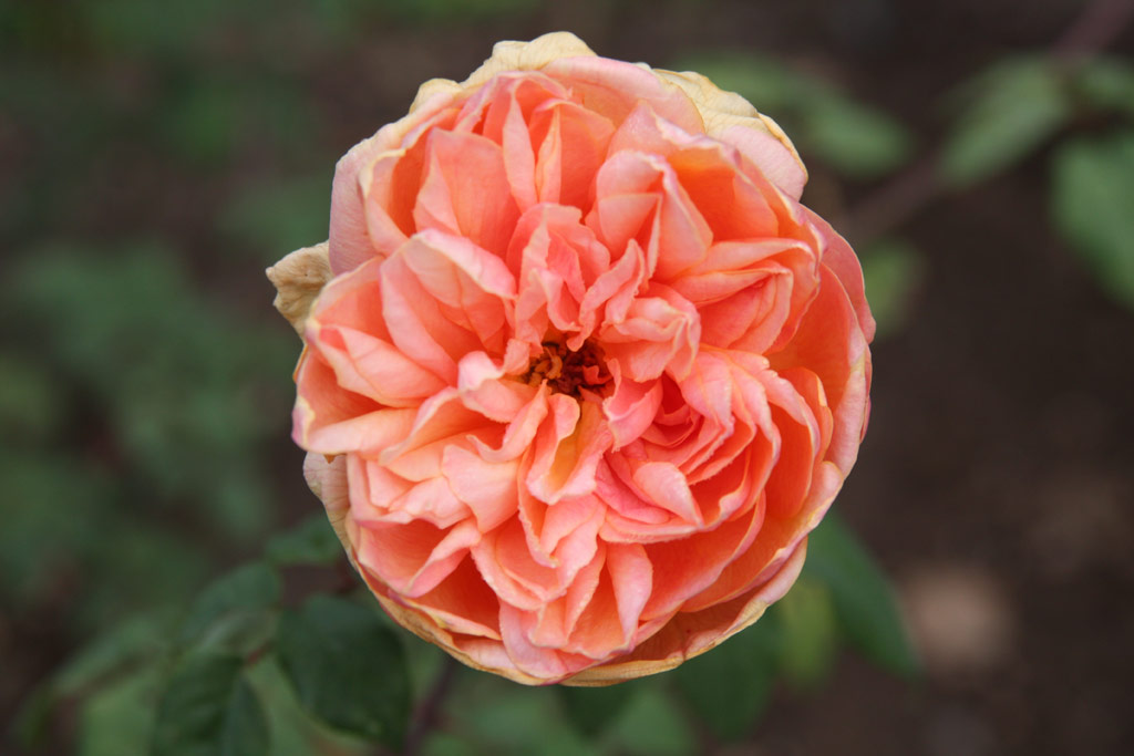 růže Clementina Carbonieri