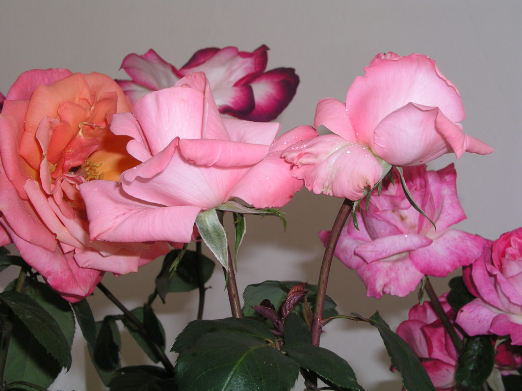 růže Clim Roos