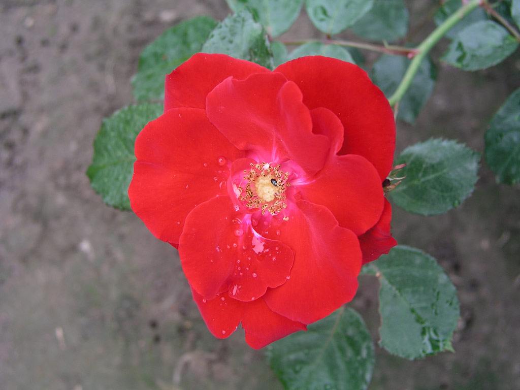 růže Climbing Ena Harkness (Sobotka)
