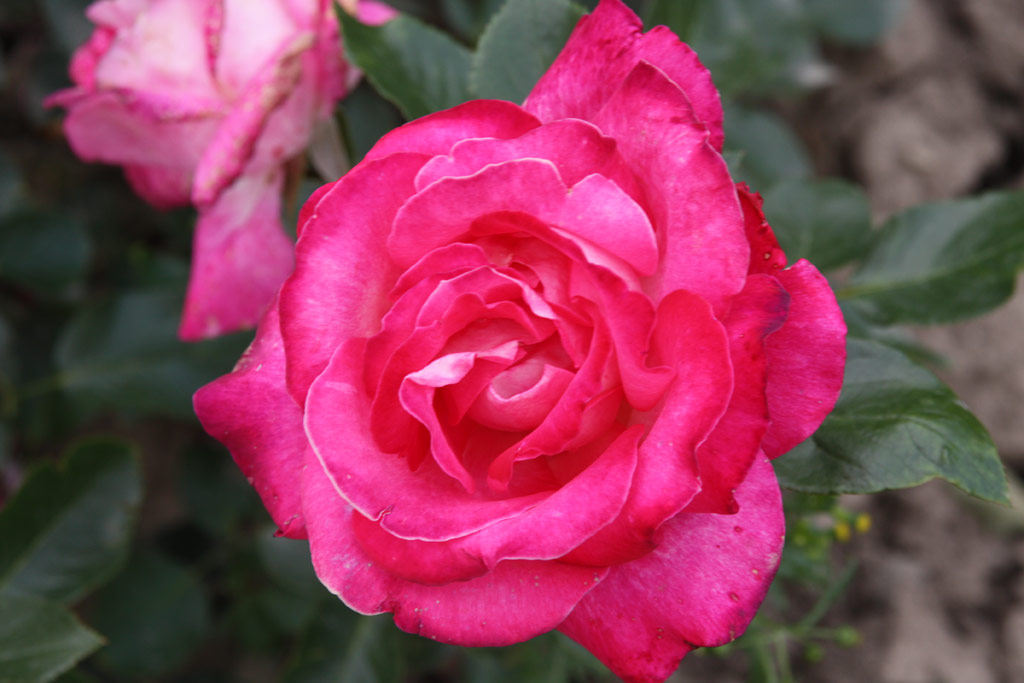 růže Climbing Rose Gaujard