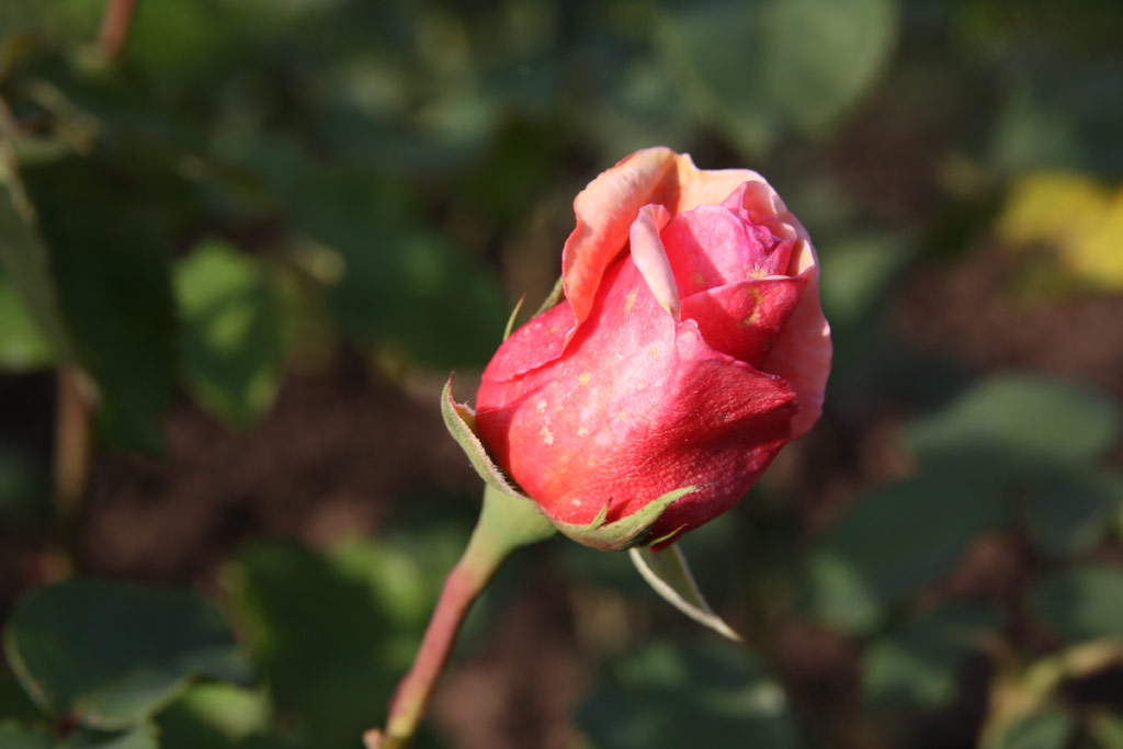 růže Cochineal Glory