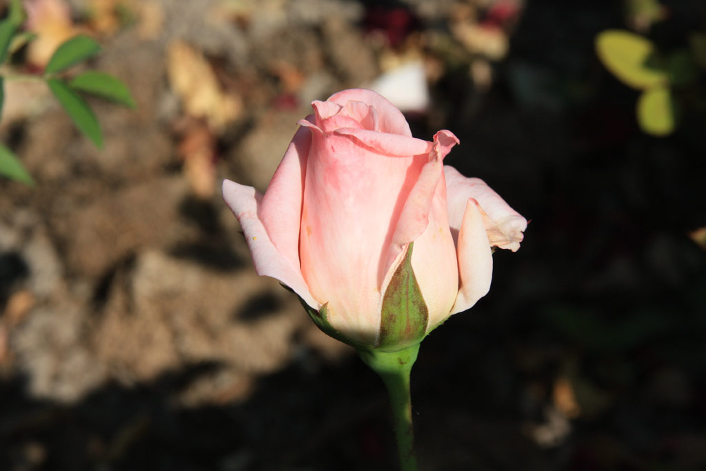 růže Coctaile