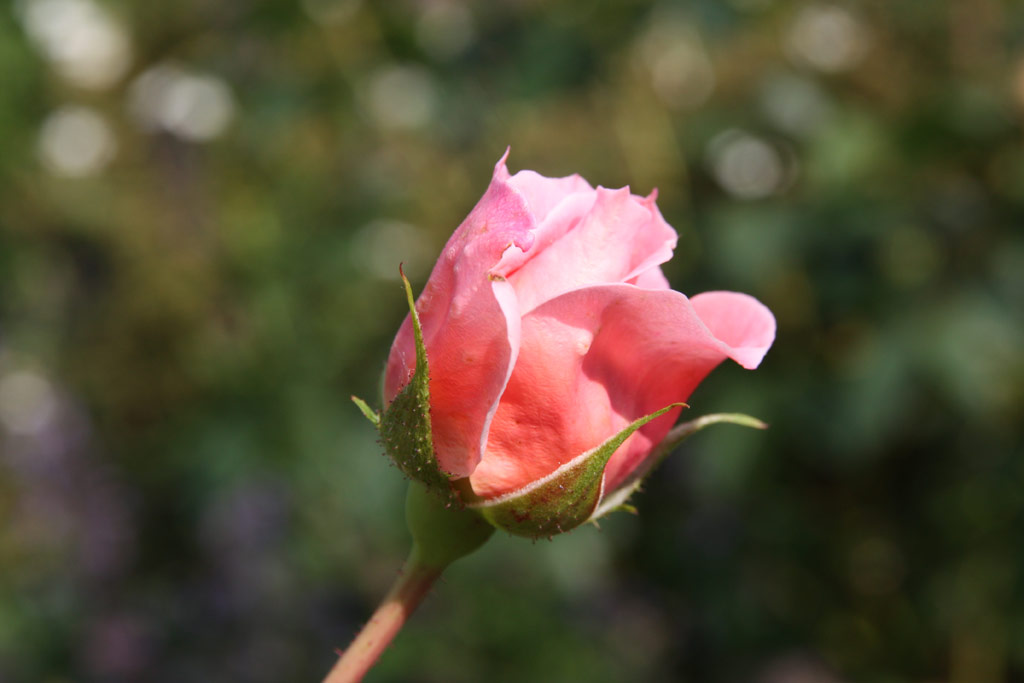 růže Colette