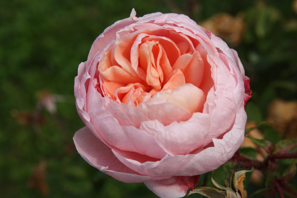 růže Colette