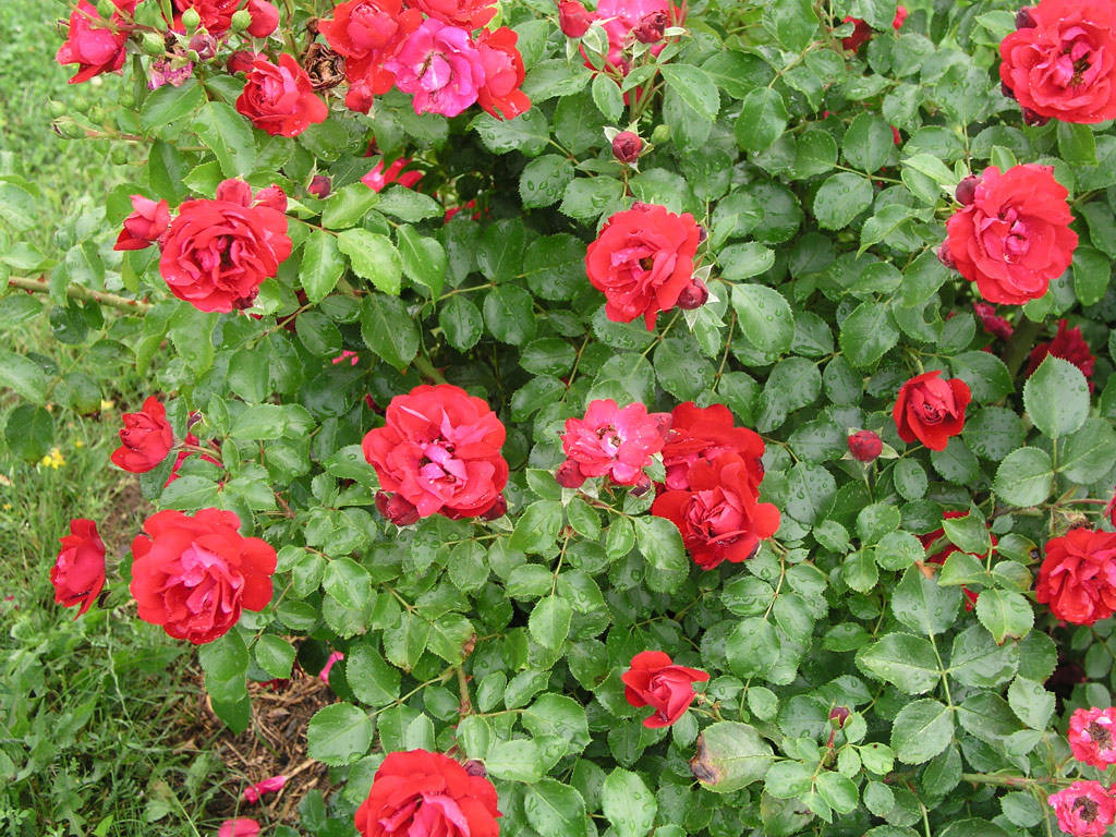 růže Colossal Meidiland