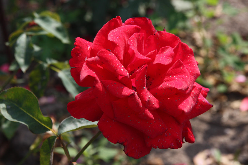 růže Commodore