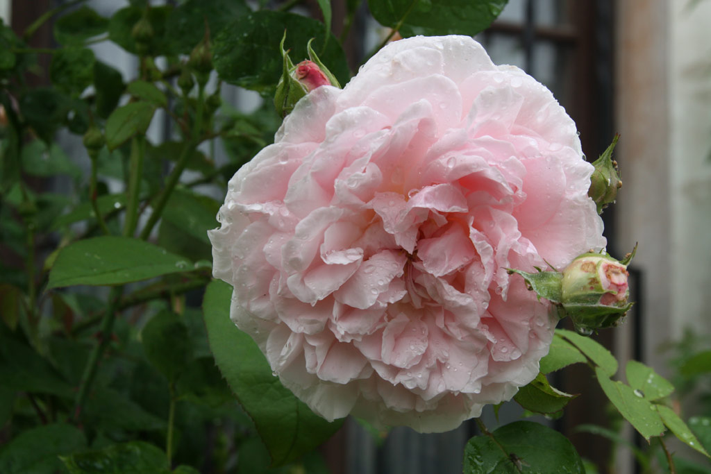 růže Comte de Chambord