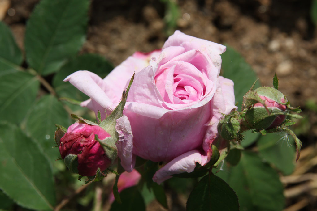 růže Comte de Chambord